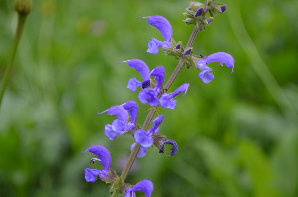 Salvia pratensis